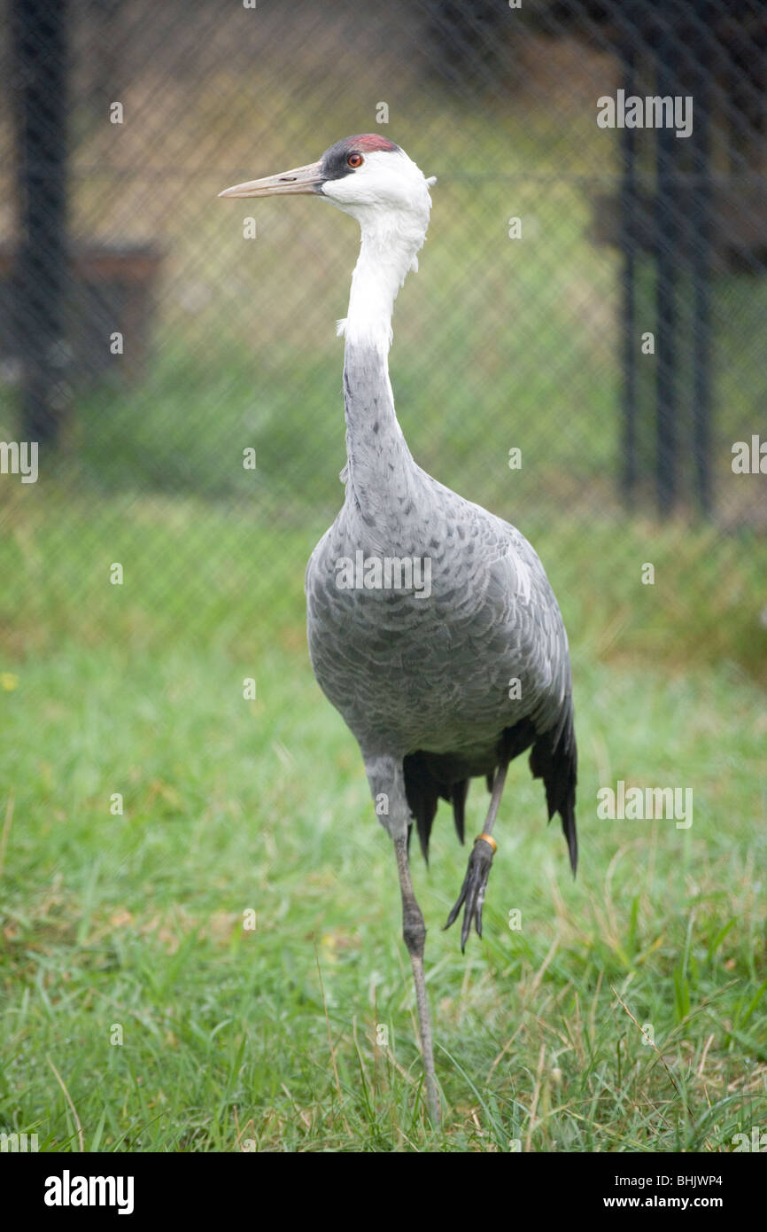 Crane (Grus monacha à capuchon). Des profils. L'objet d'un programme de reproduction en captivité. Banque D'Images