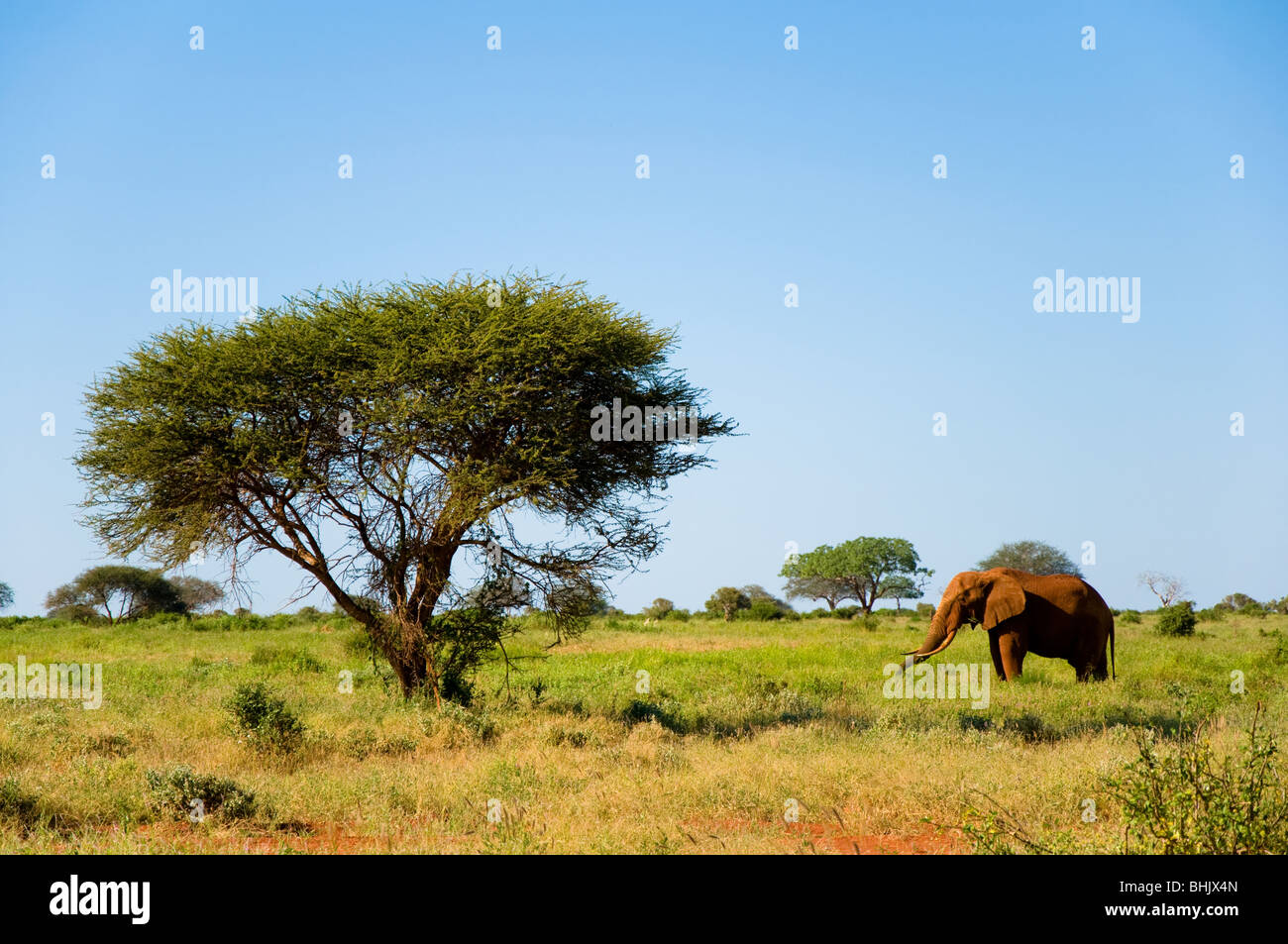 L'éléphant, le Tsavo East National Park, Kenya, Africa Banque D'Images