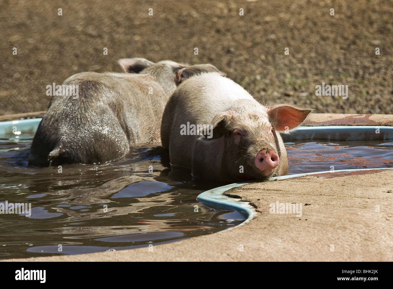 Deux porcs dans une flaque Banque D'Images