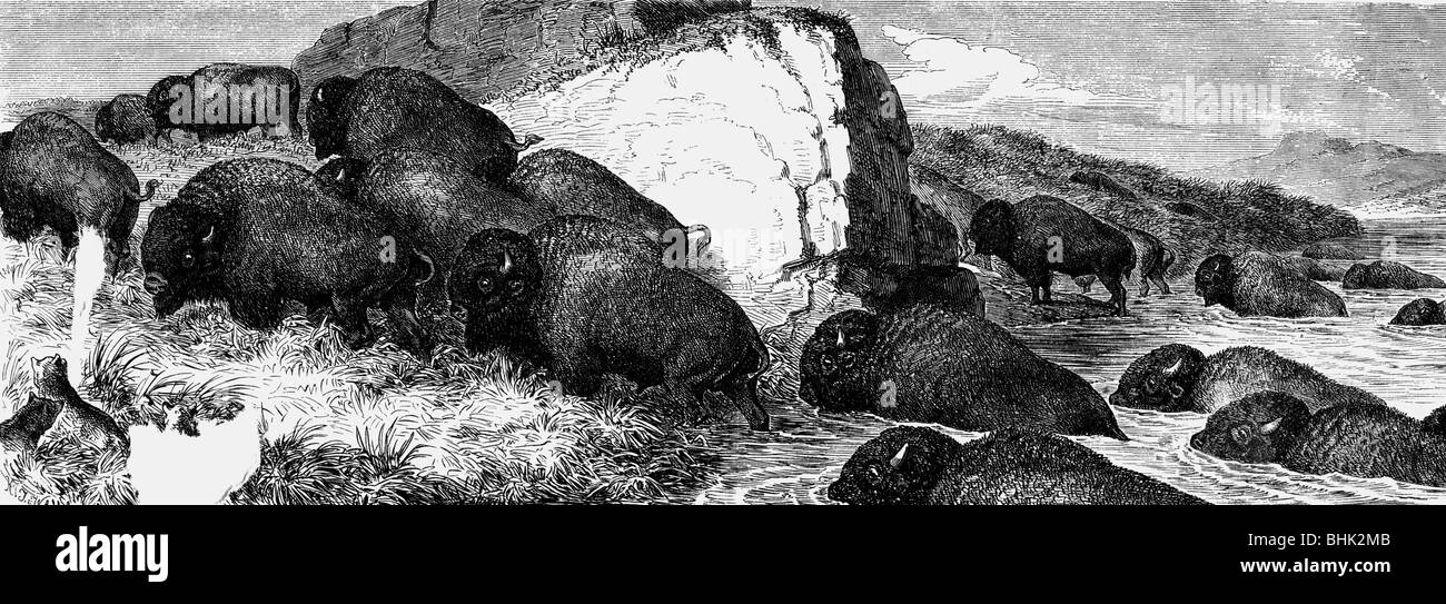 Zoologie, mammifères, Bovidae, Bison américaine (Bison bison), troupeau de bisons en Amérique du Nord, gravure sur bois, vers 1875, Banque D'Images