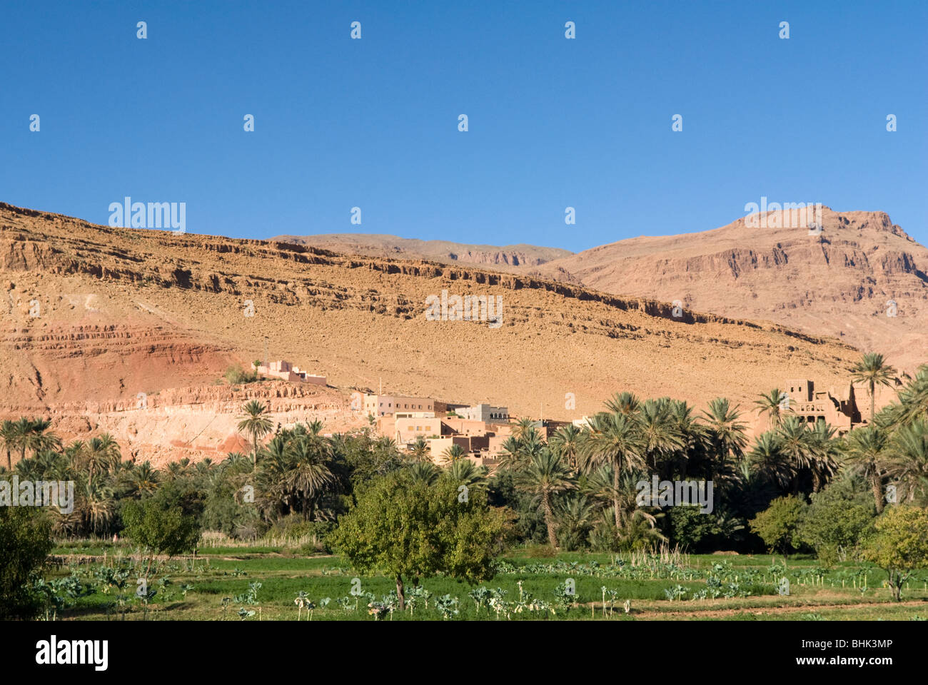 Jardins de légumes locaux à Tineghir / Tinerhir, Atlas, Maroc. Banque D'Images