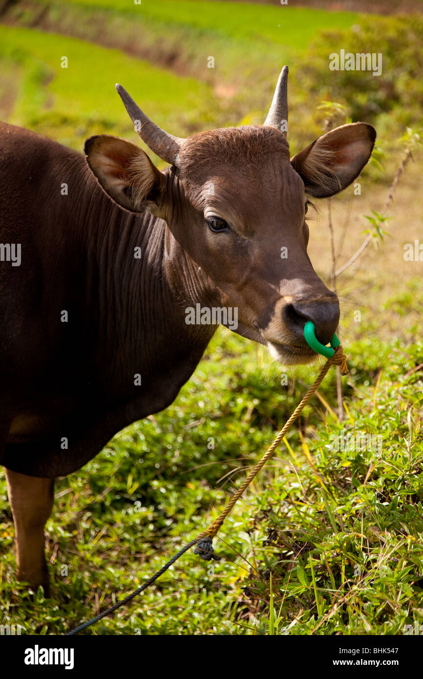 Vache à proximité de la zone de Ruteng, Flores Banque D'Images
