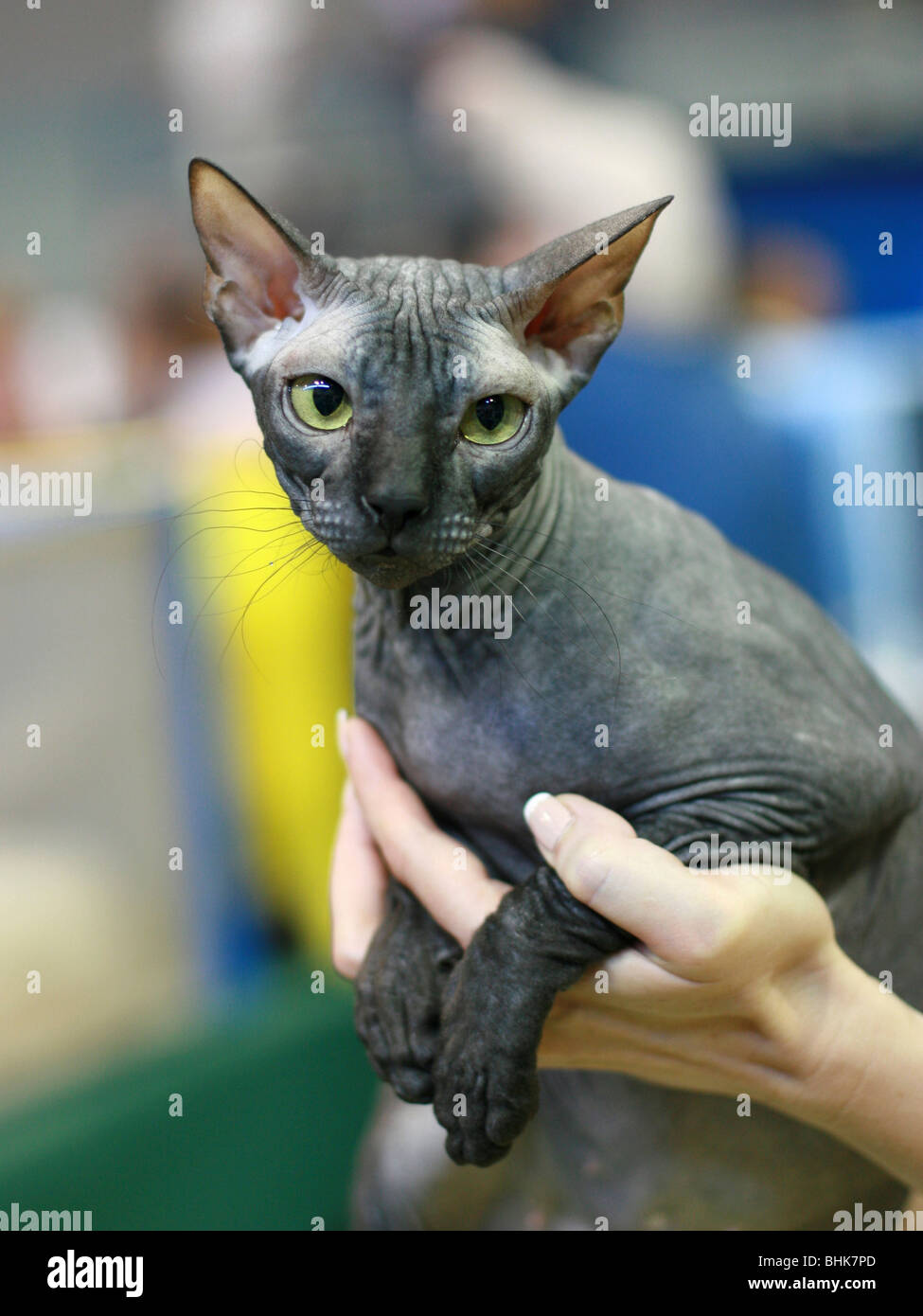 Arbre Chat , Sphynx chat sans poils aussi connu sous le nom de Canadian glabre est une race de chat rare connue pour son manque d\u0027un manteau.