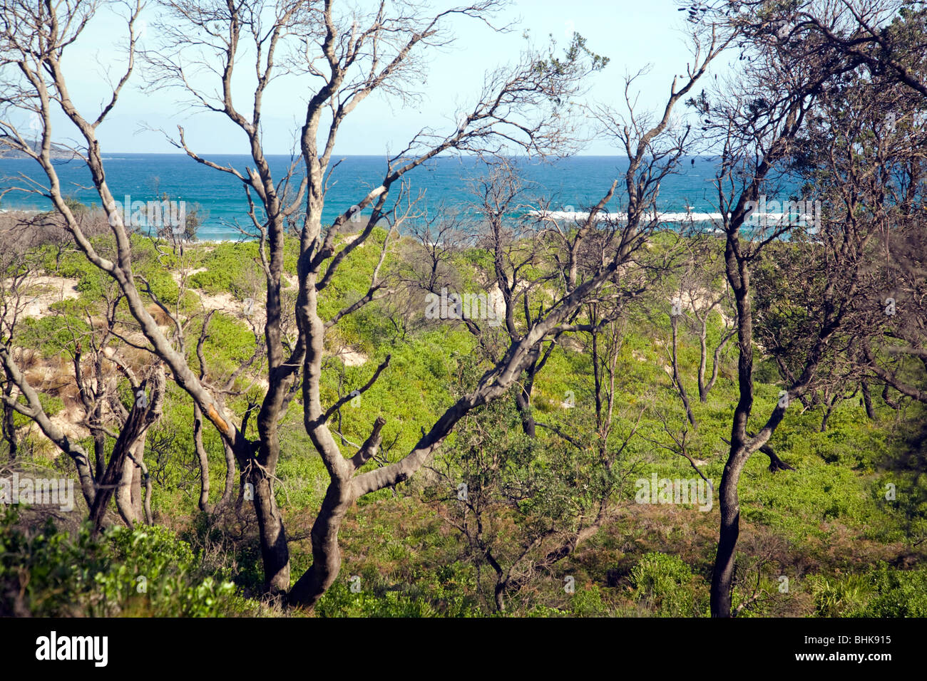 Wreck Bay côte et bush, Jervis bay, New South Wales, Australie Banque D'Images