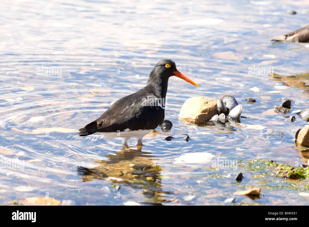 Oyster Catcher la chasse à des fins alimentaires dans les bas-fonds Banque D'Images