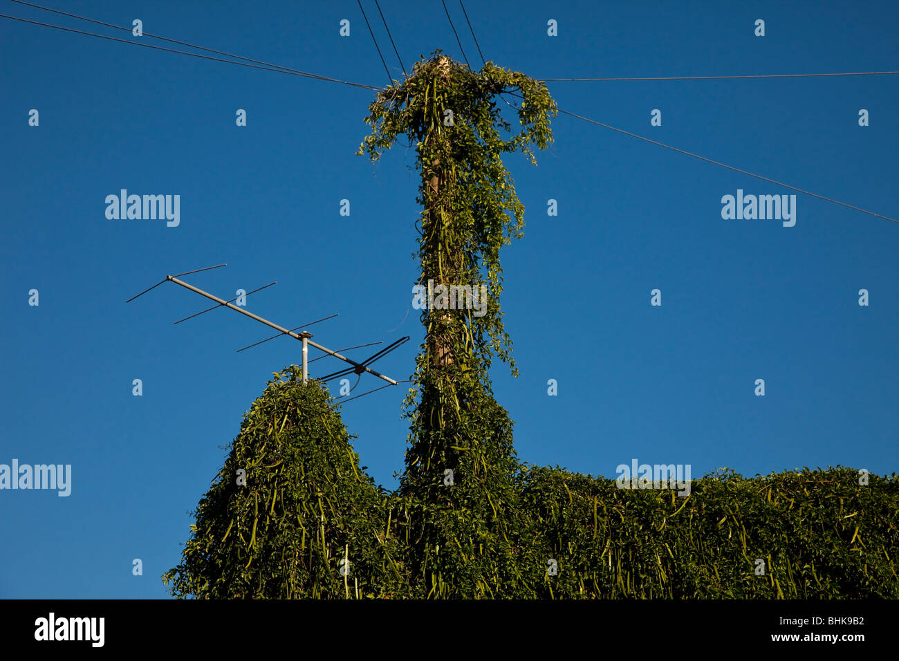 Envahi par les flux de plantes et de l'antenne du mât avec ciel bleu dans la ville de Lagos Banque D'Images