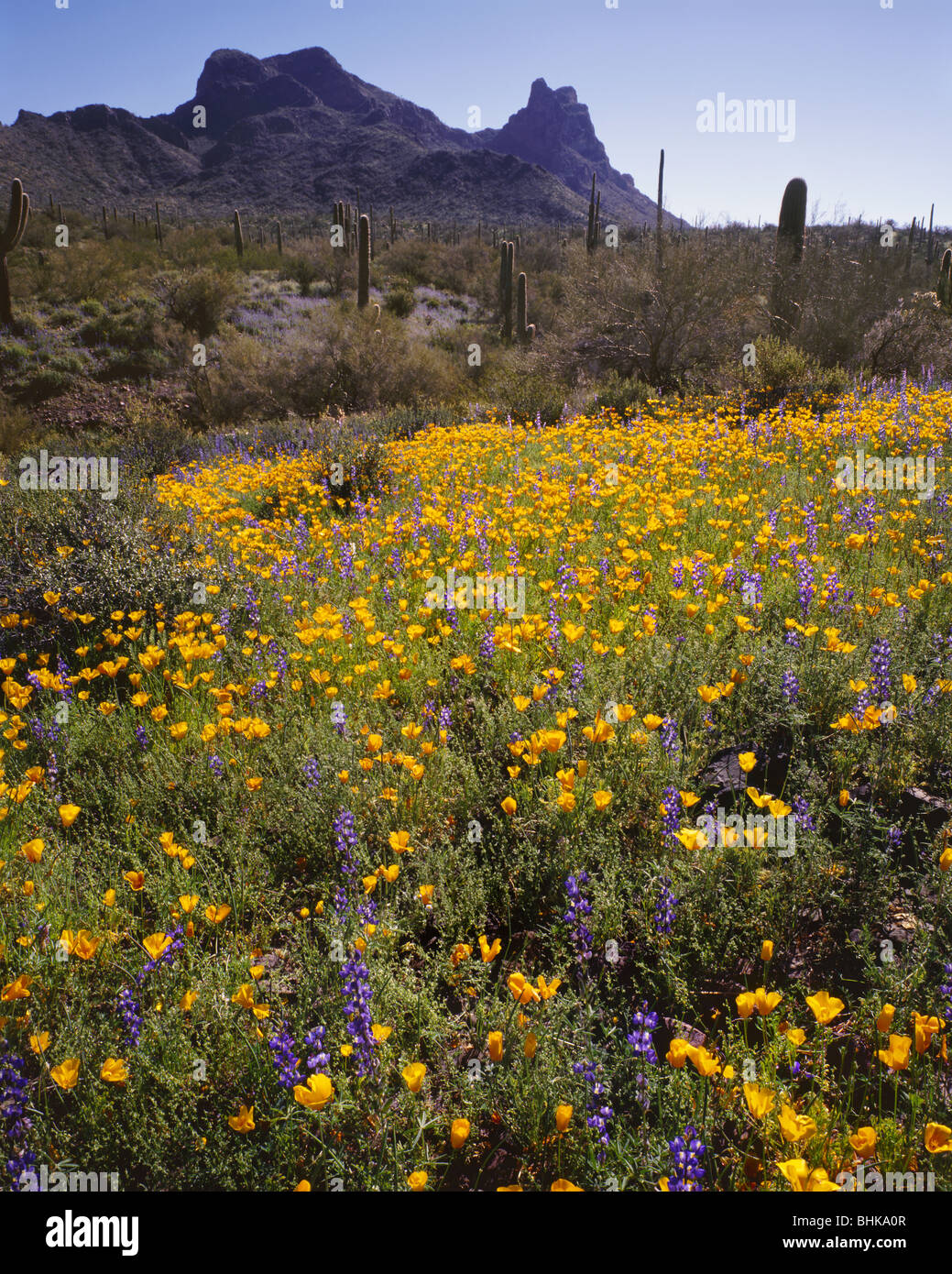 ARIZONA - coquelicots et fleurs de lupin dans un pré en dessous de Picacho Peak à Picacho Peak State Park. Banque D'Images