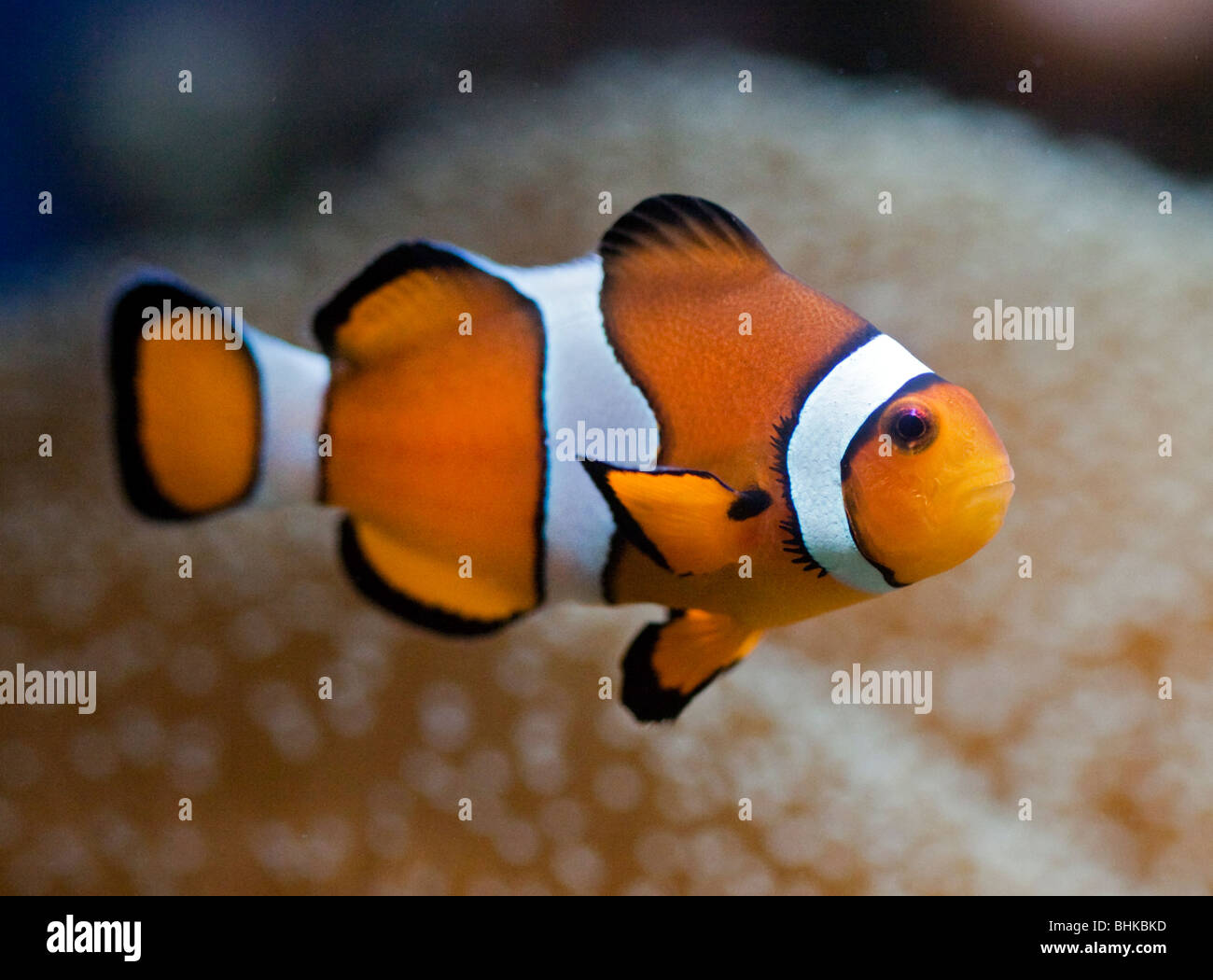 Poissons clowns (Amphiprion ocellaris) Banque D'Images