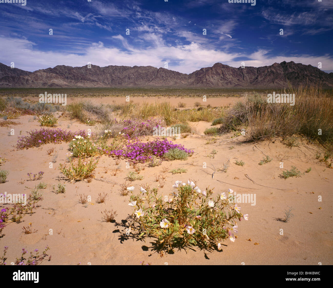 ARIZONA - primrose dune de sable et de dunes au Mohawk en fleurs de verveine au printemps avec les Mohawks montagnes au loin. Banque D'Images