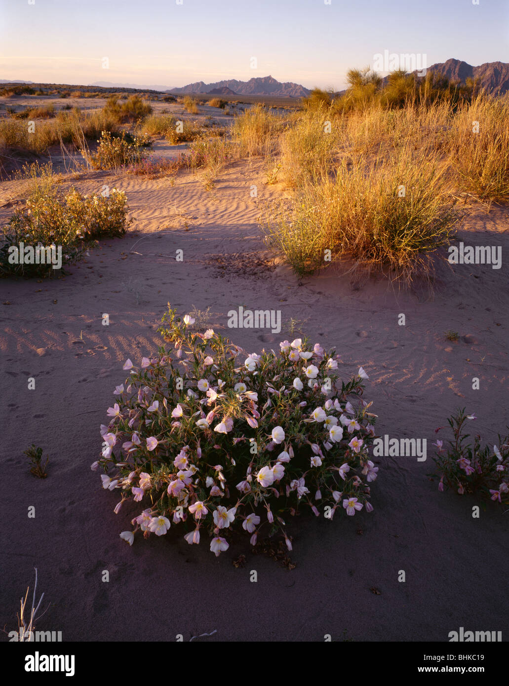 ARIZONA - primrose Dunes Dunes au Mohawk en fleurs au printemps avec les Mohawks montagnes au loin. Banque D'Images