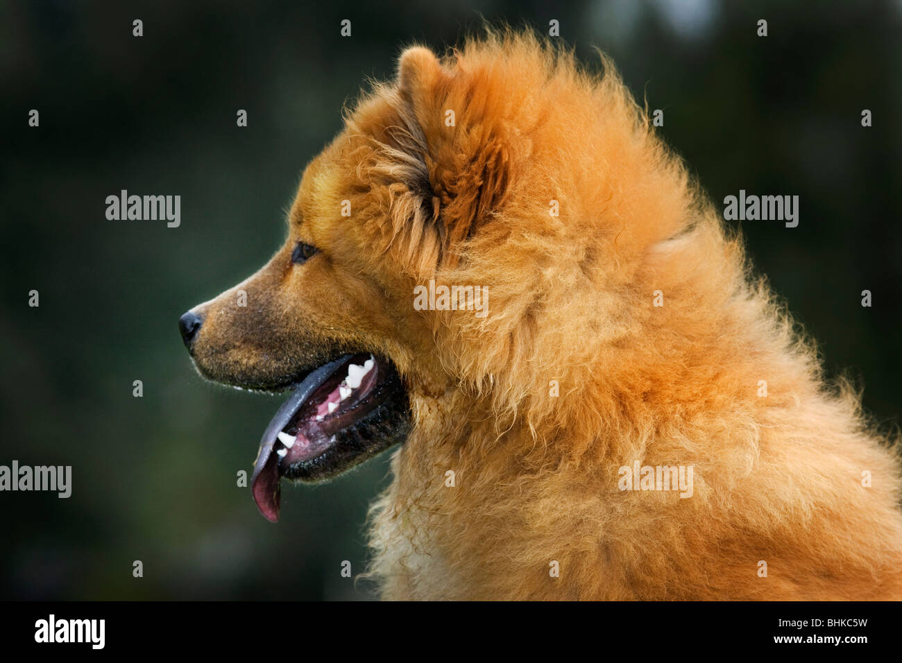 Chow Chow chien (Canis lupus familiaris) lying in garden Banque D'Images