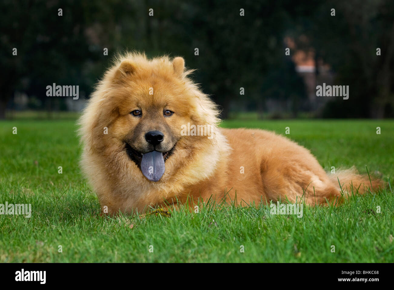 Chow Chow chien (Canis lupus familiaris) lying in garden Banque D'Images