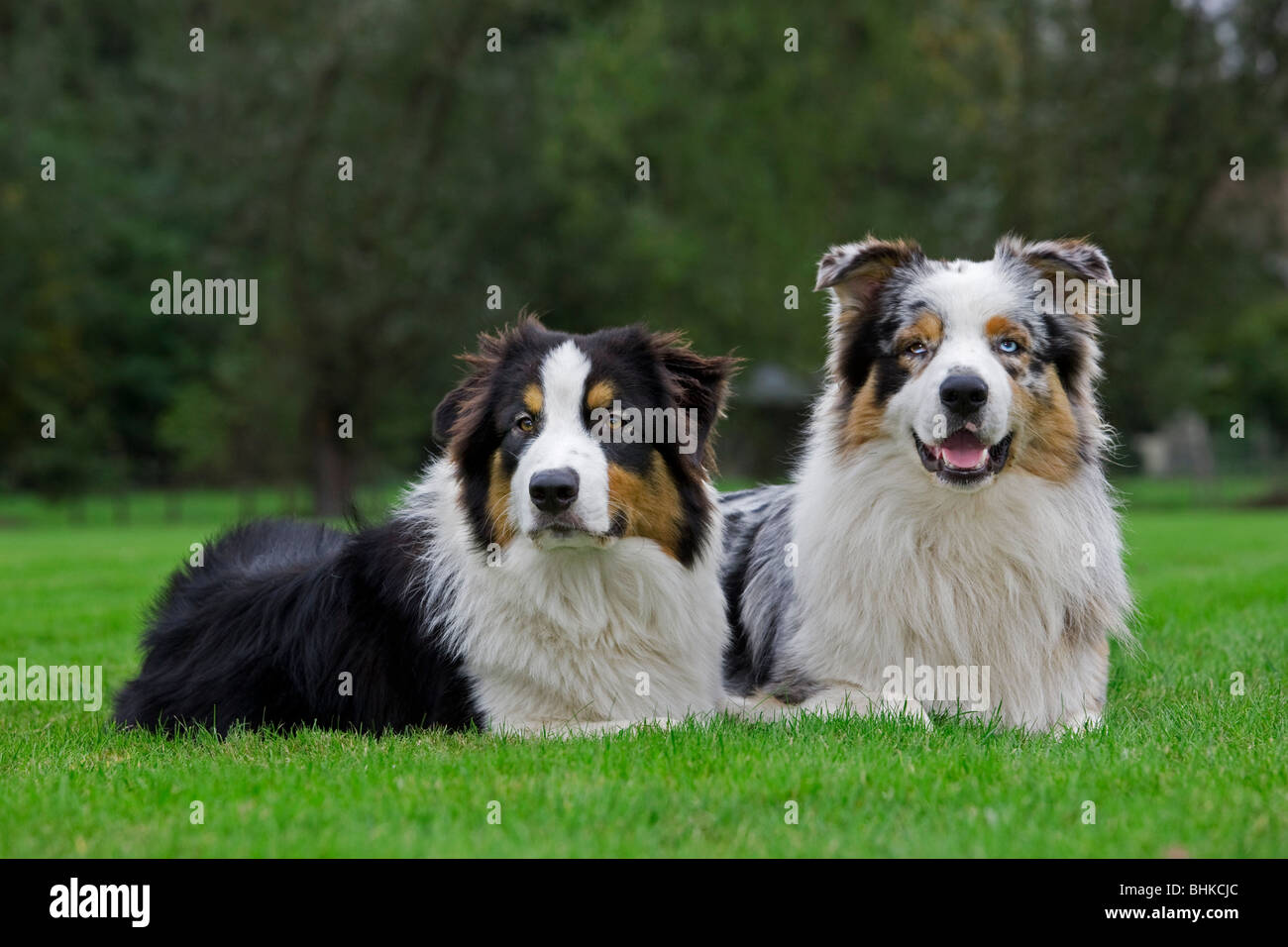 Les chiens de berger australien (Canis lupus familiaris) in garden Banque D'Images