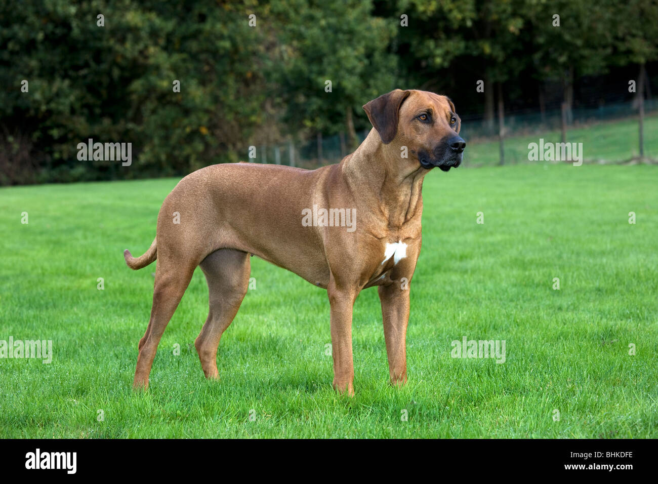 Le Rhodesian Ridgeback / African Lion Hound (Canis lupus familiaris) in garden Banque D'Images
