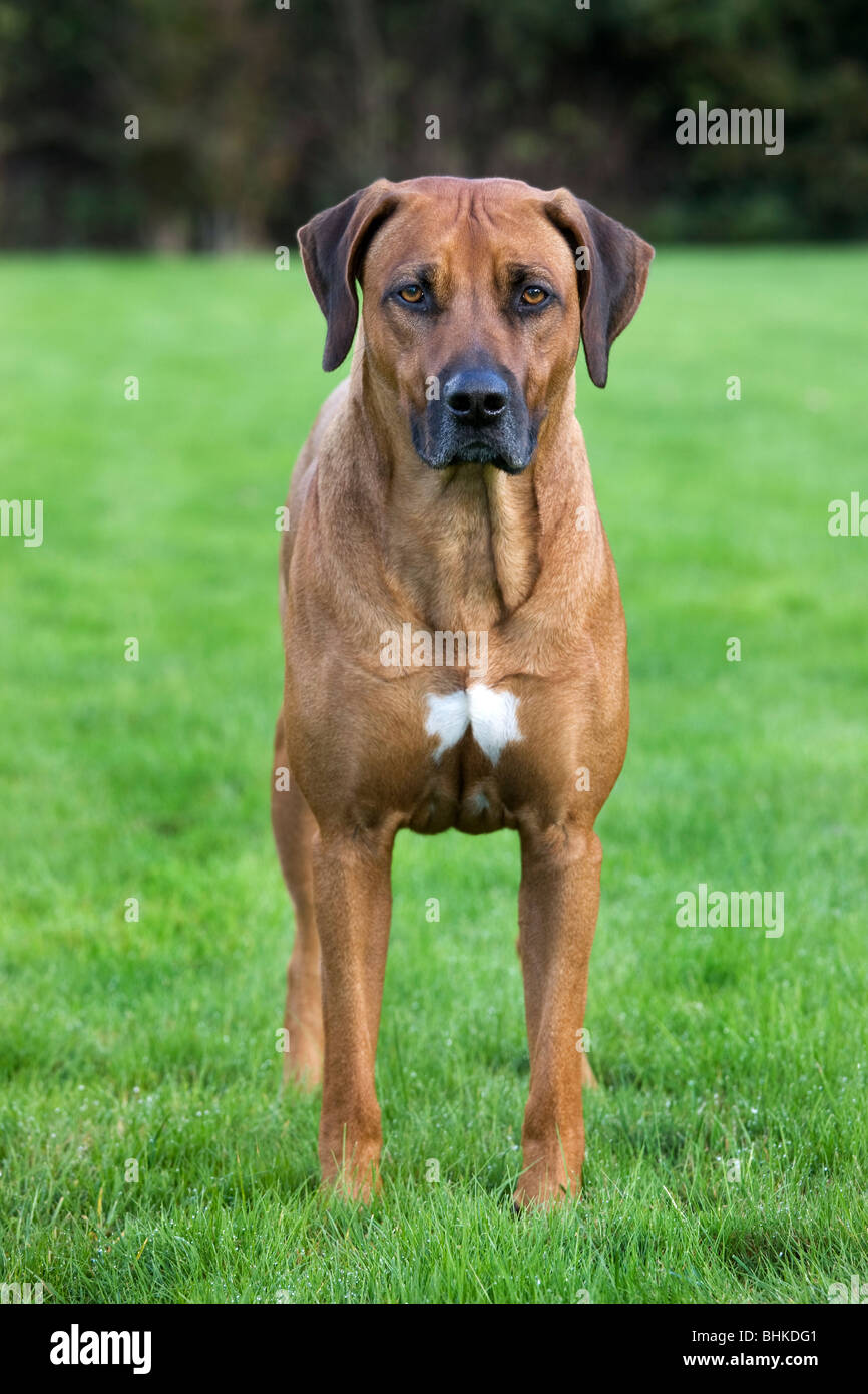 Le Rhodesian Ridgeback / African Lion Hound (Canis lupus familiaris) in garden Banque D'Images