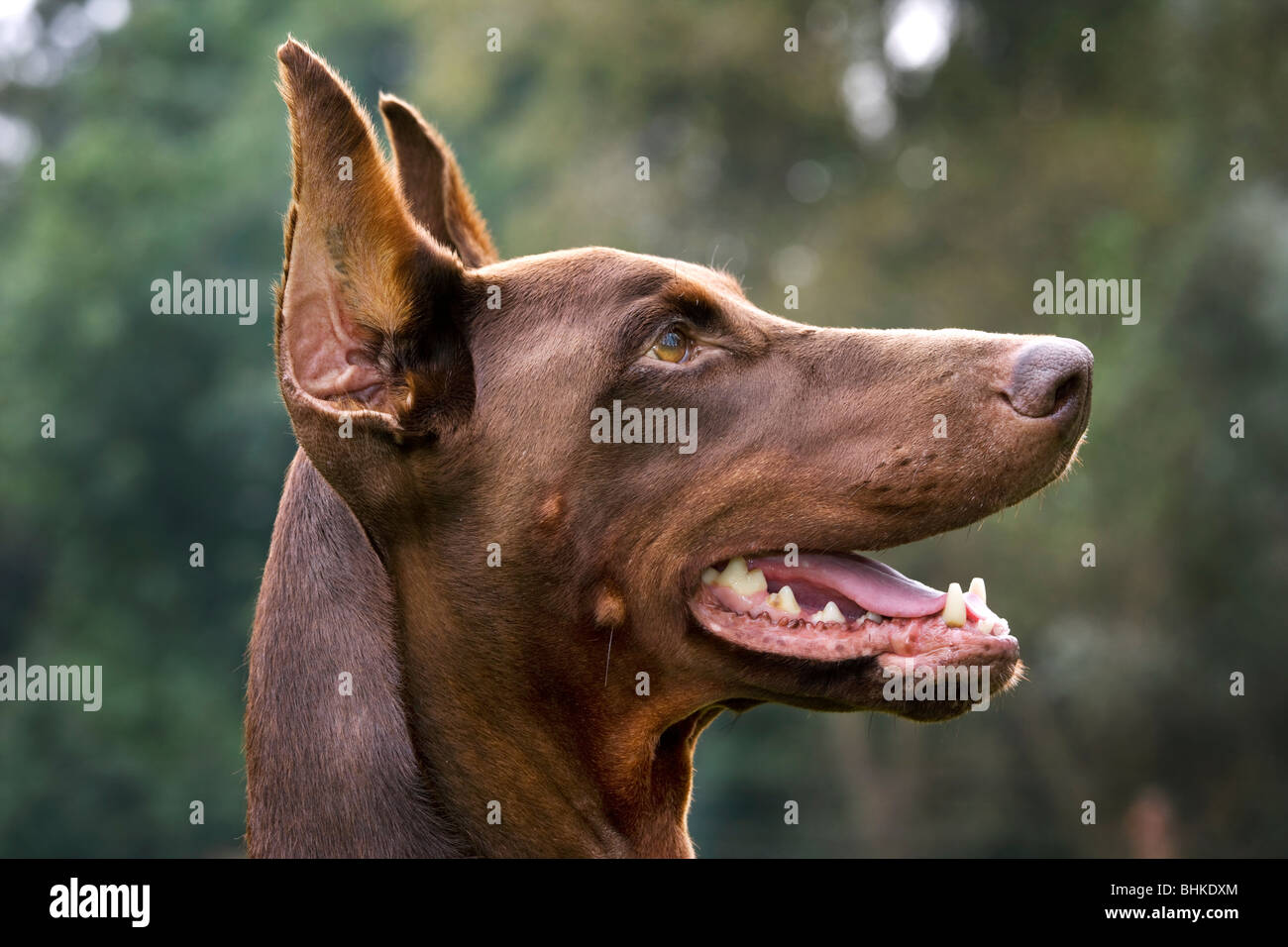 Dobermann / Pincher / Dobermann (Canis lupus familiaris) in garden Banque D'Images