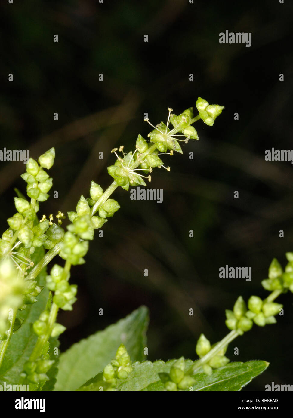 Dog's Mercury, mercurialis perennis Banque D'Images