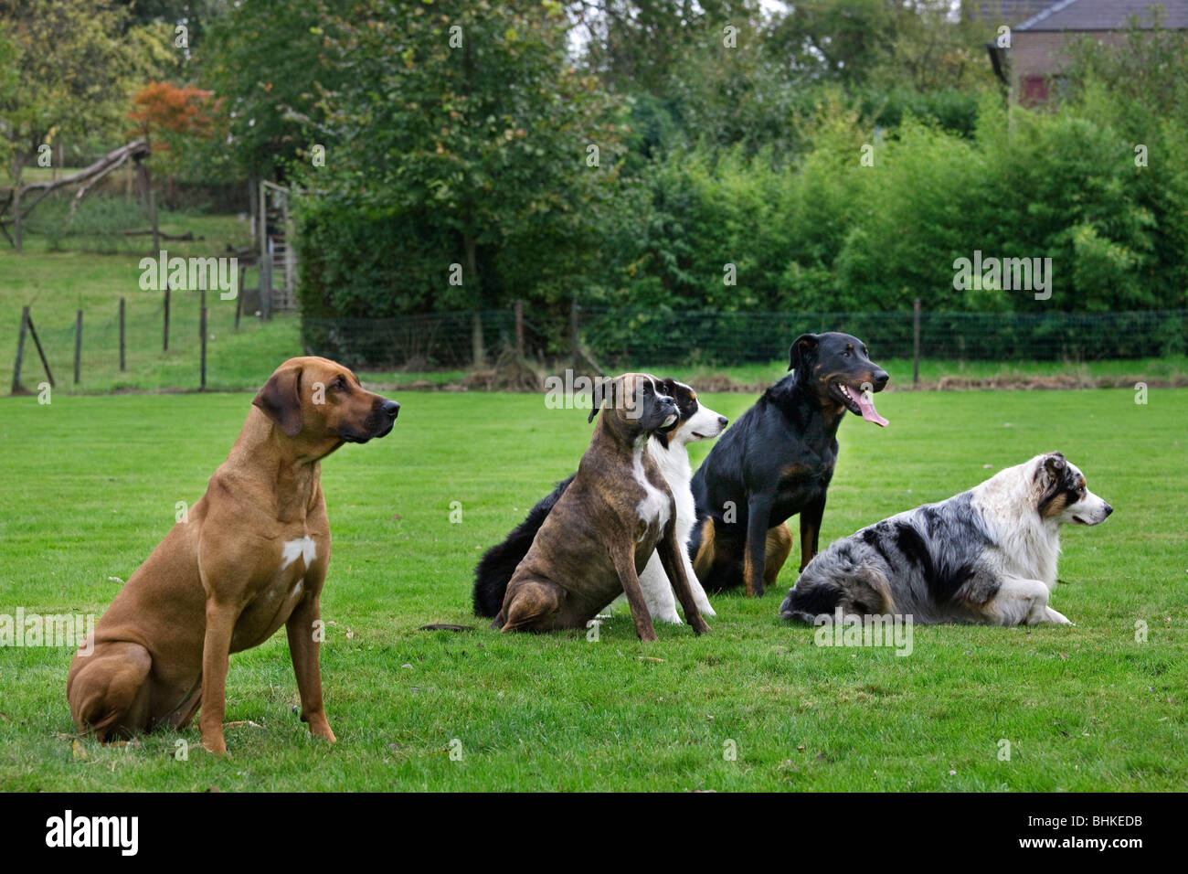 Différentes races de chien (Canis lupus familiaris) à l'école de formation, Belgique Banque D'Images