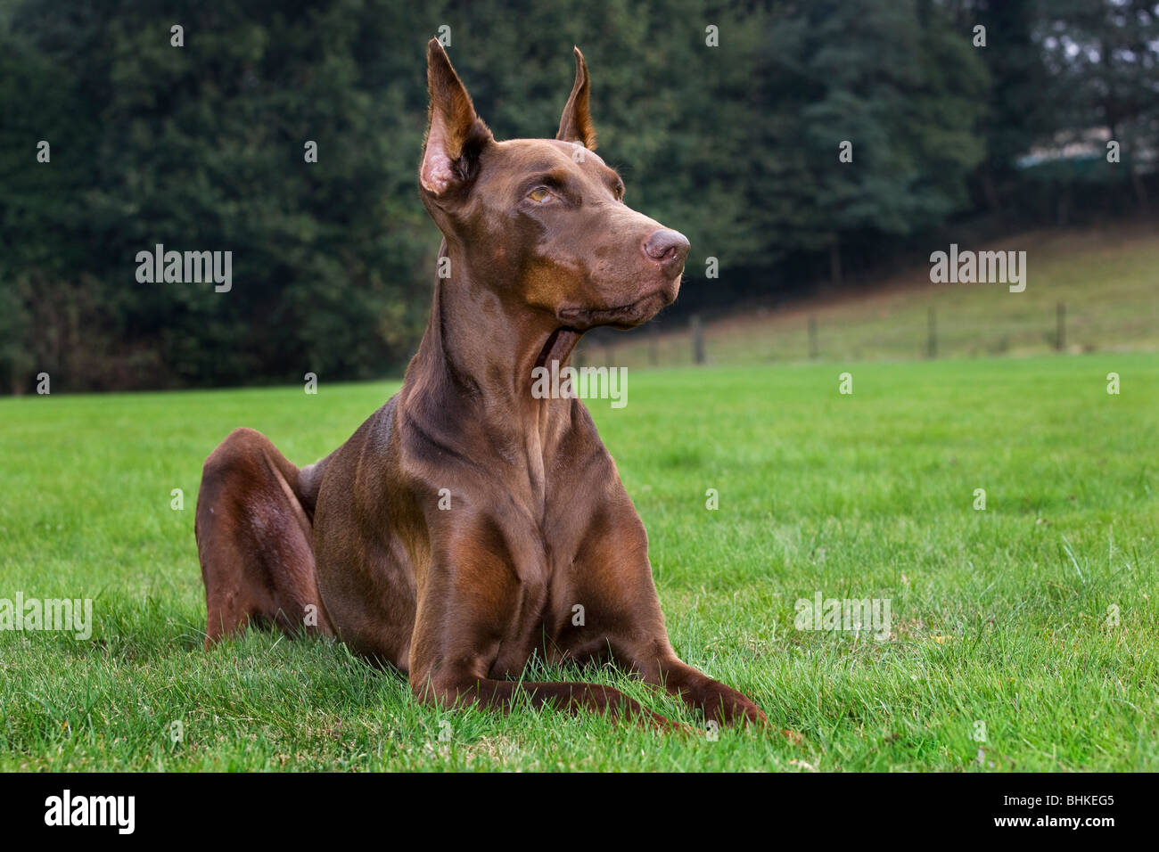 Dobermann / Pincher / Dobermann (Canis lupus familiaris) lying on lawn in garden Banque D'Images
