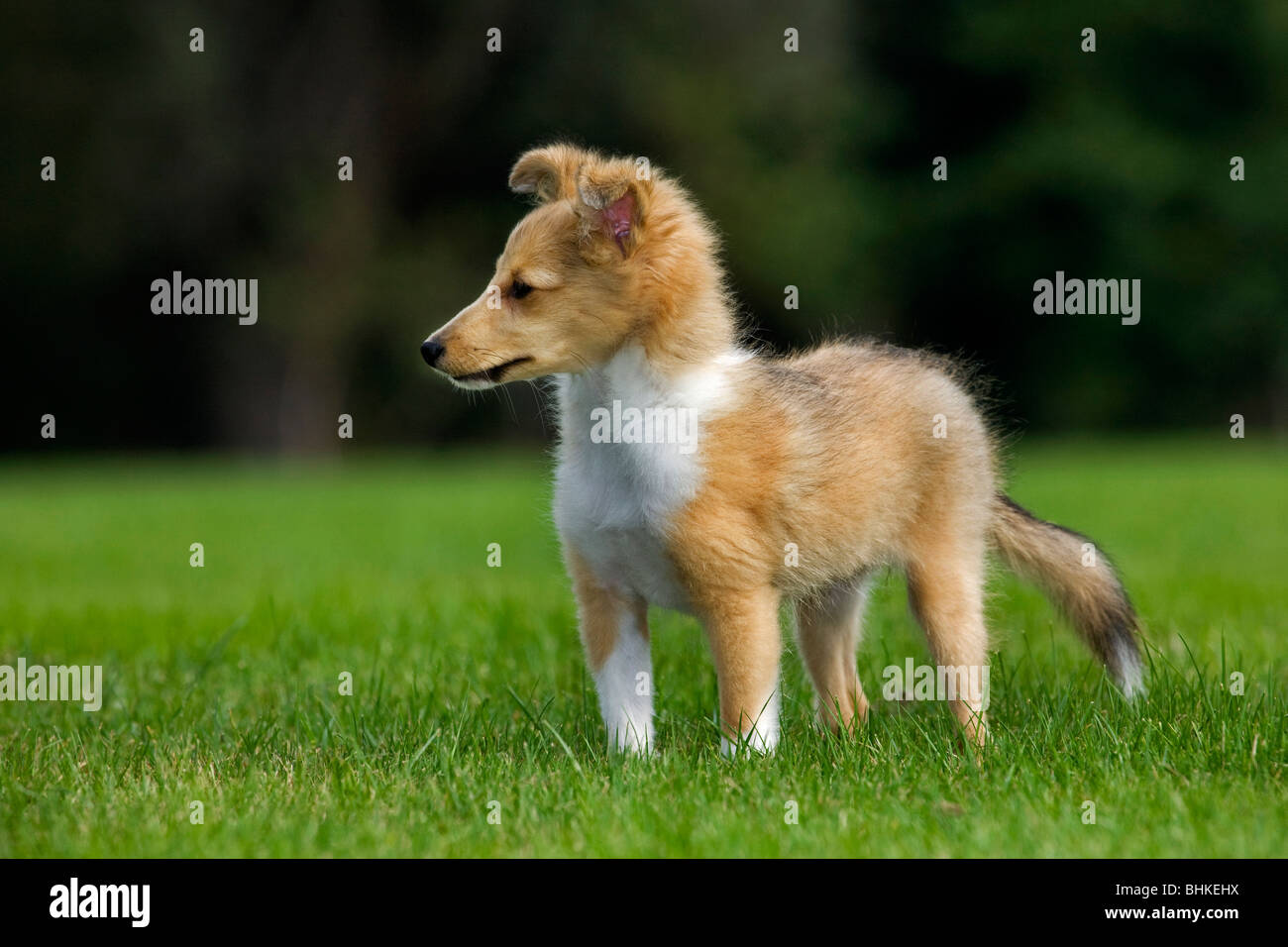 Shetland Sheepdog / collie pup (Canis lupus familiaris) in garden Banque D'Images