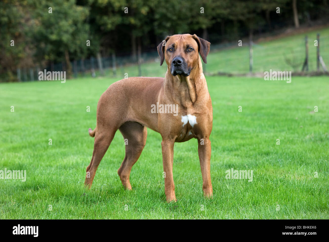 Le Rhodesian Ridgeback / African Lion Hound (Canis lupus familiaris) in garden Banque D'Images