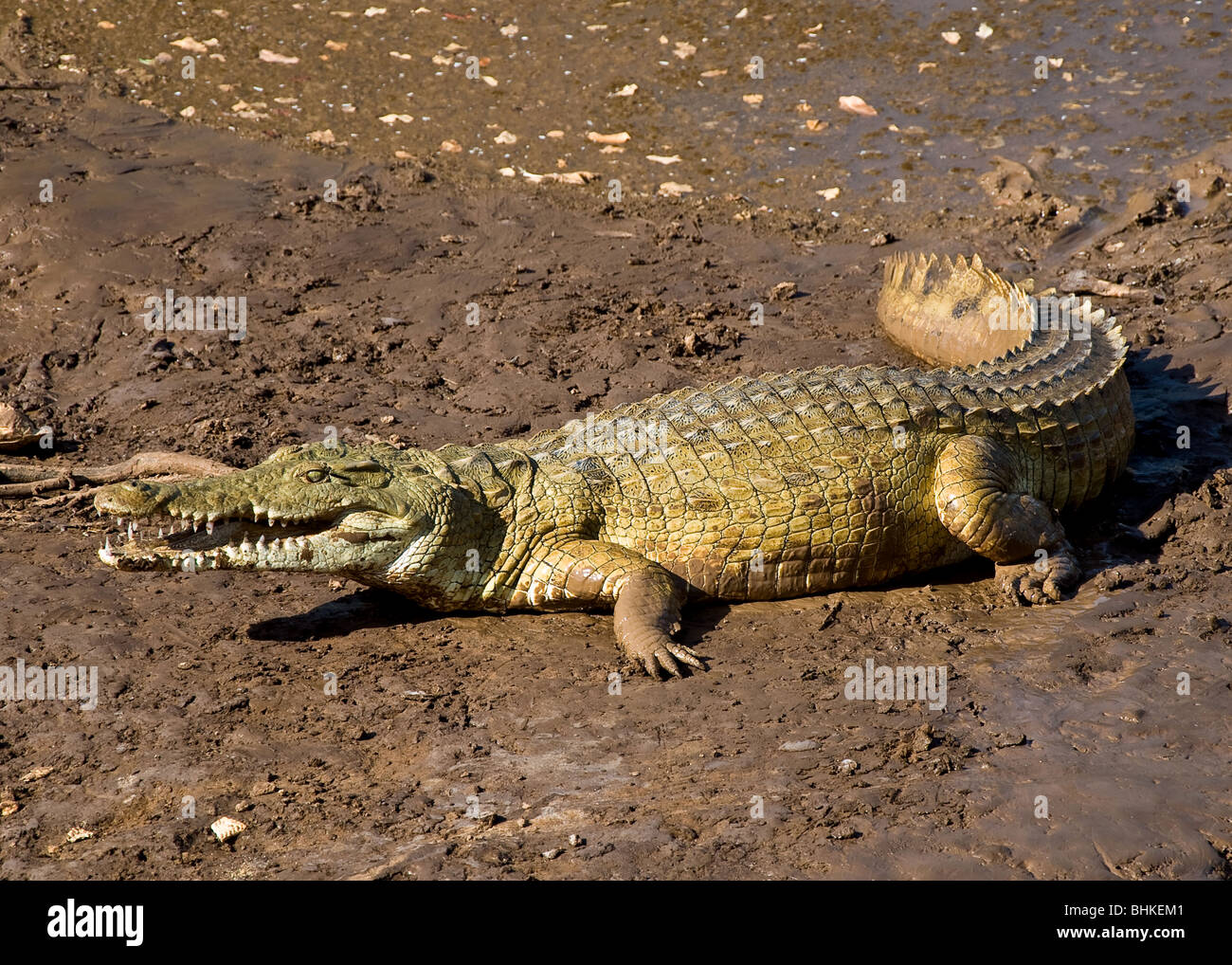 Crocodile, l'Est de Tsavo National Park, Kenya, Africa Banque D'Images