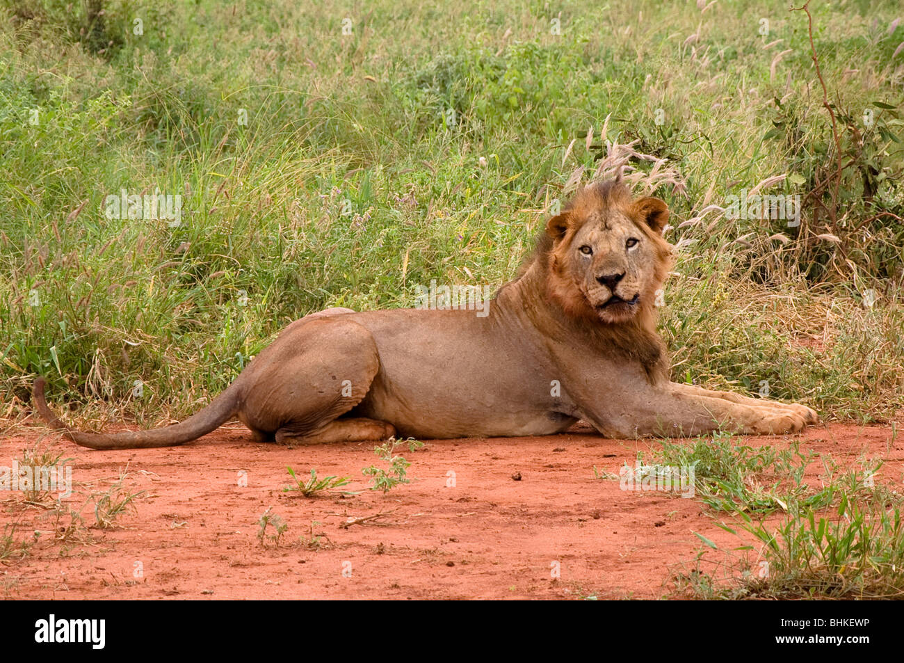 Lion, l'Est de Tsavo national park, Kenya, Africa Banque D'Images