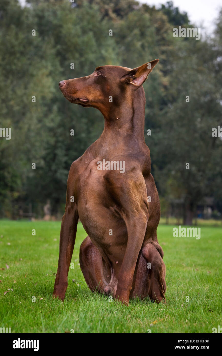 Dobermann / Pincher / Dobermann (Canis lupus familiaris) assis dans le jardin Banque D'Images