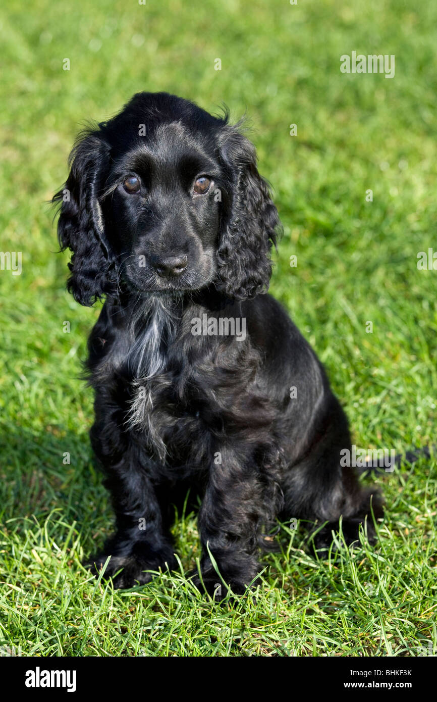 Black Cocker Spaniel Puppy Banque D Image Et Photos Alamy