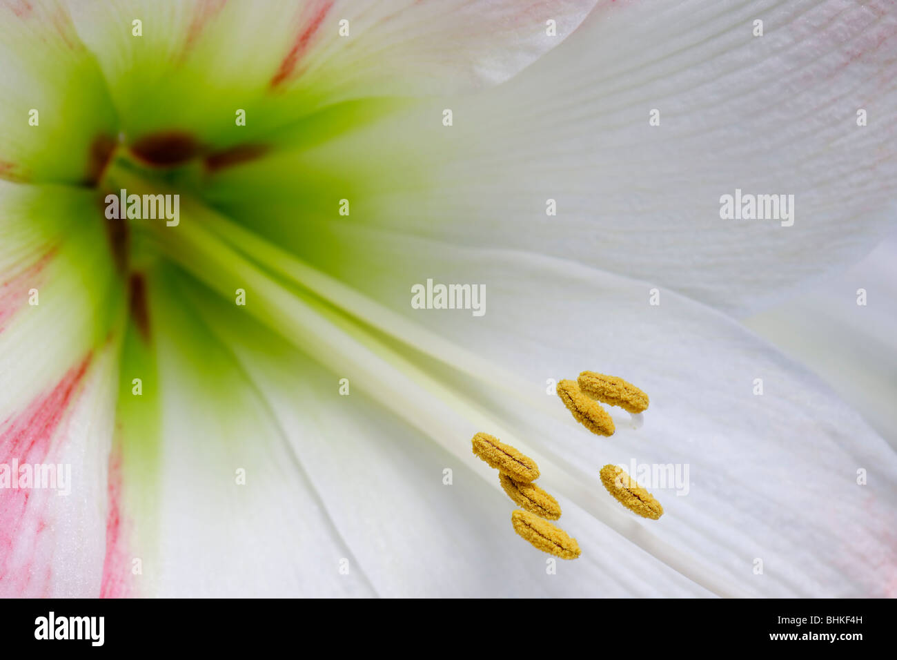 Amaryllis - la stigmatisation et l'étamine Banque D'Images