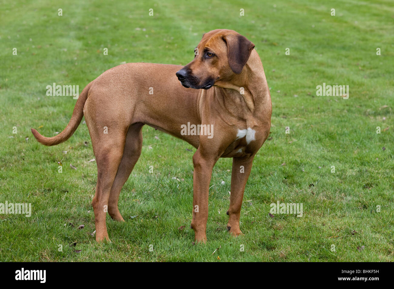 Le Rhodesian Ridgeback / African Lion Hound (Canis lupus familiaris) in garden Banque D'Images
