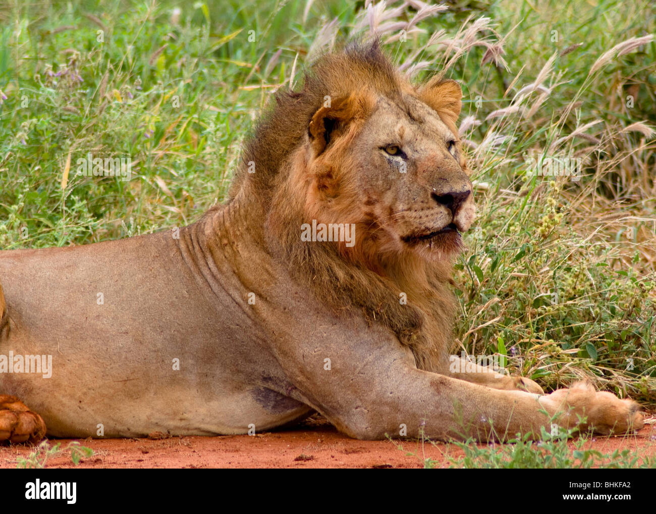 Les Lions, l'Est de Tsavo National Park, Kenya, Africa Banque D'Images