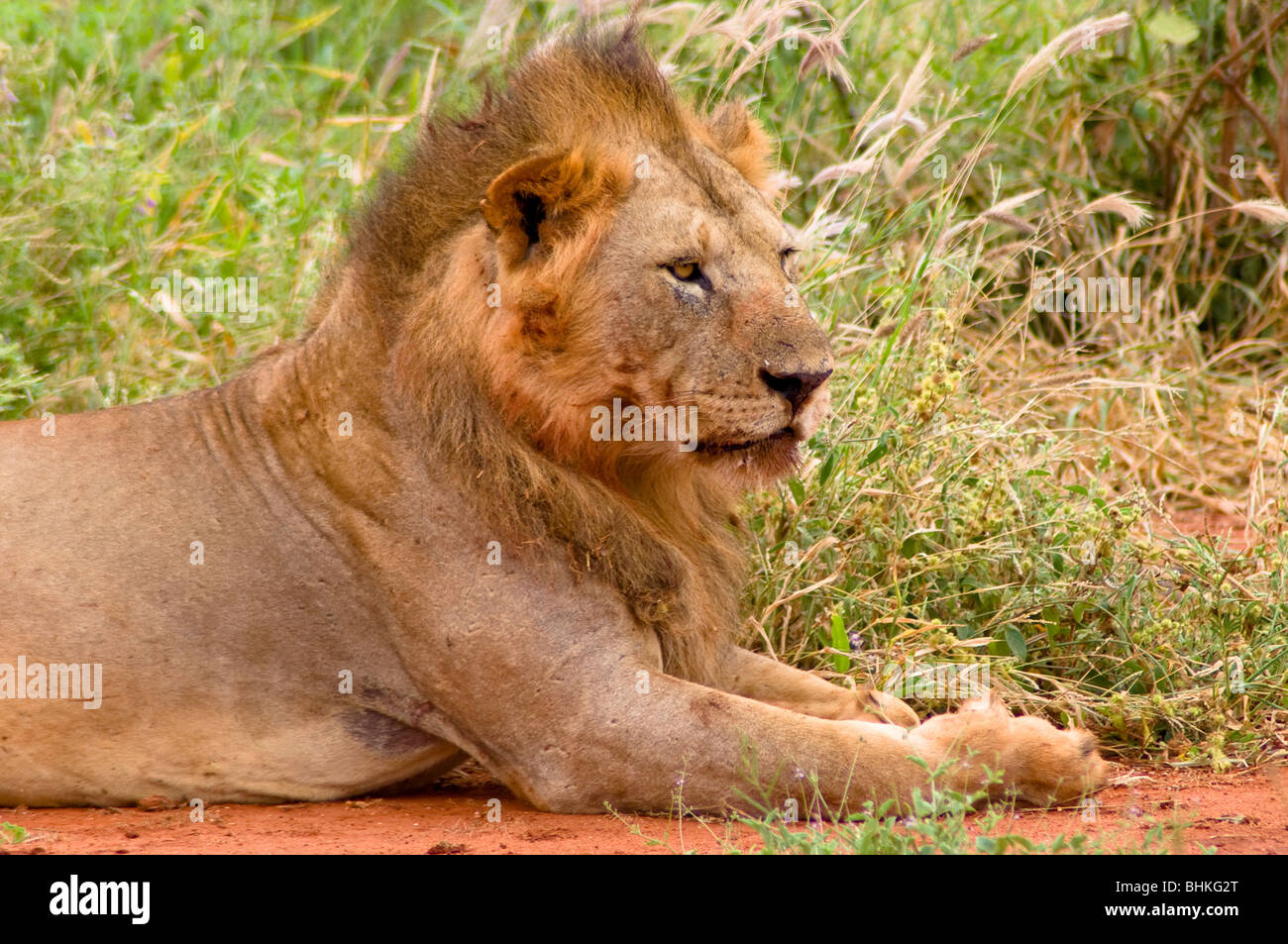 Les Lions, l'Est de Tsavo National Park, Kenya, Africa Banque D'Images