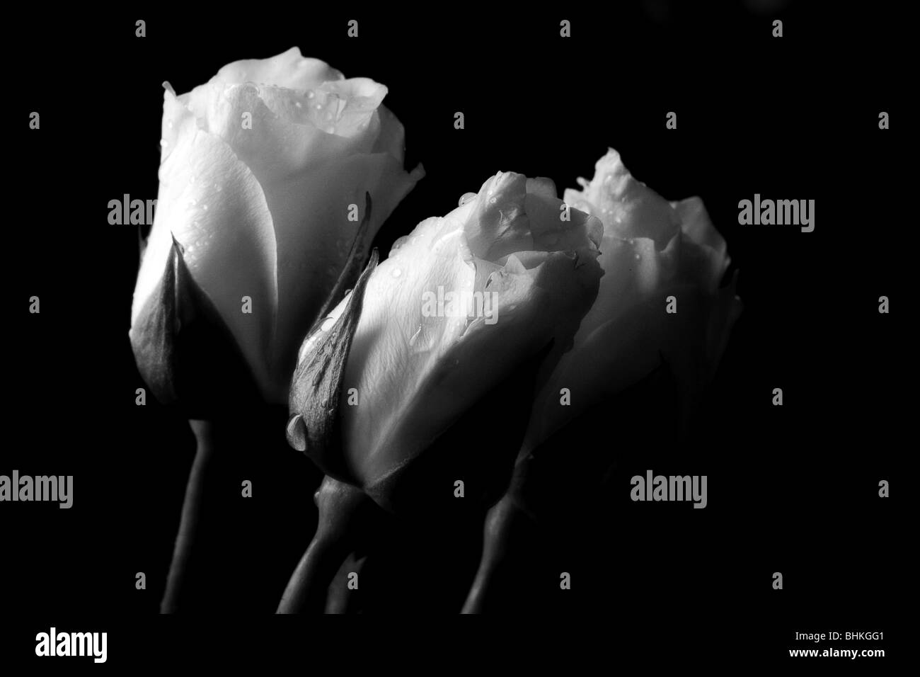 Rose de rosée Banque D'Images