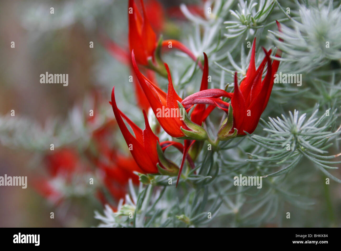 Le Rouge de feu fleurs de lotus berthelotii. De rares ou éteintes à l'état sauvage mais beaucoup cultivé.Bramwell Collection image. Banque D'Images