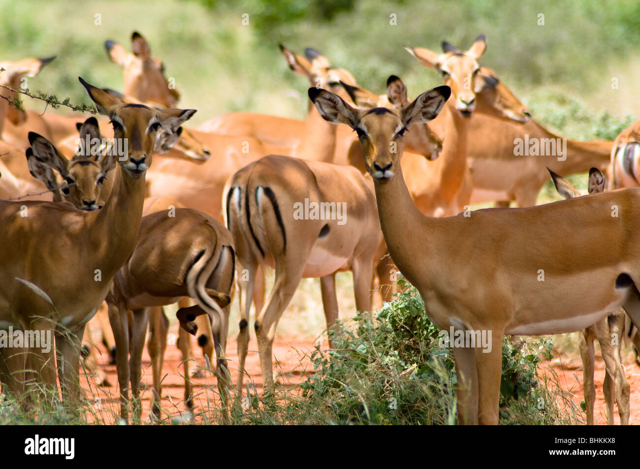 Impala, l'Est de Tsavo National Park, Kenya, Africa Banque D'Images