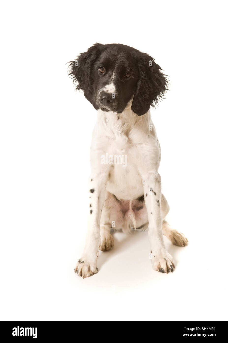 Photo en studio d'un grand chiot Munsterlander noir et blanc assis sur un fond blanc, regardant l'appareil photo. Banque D'Images