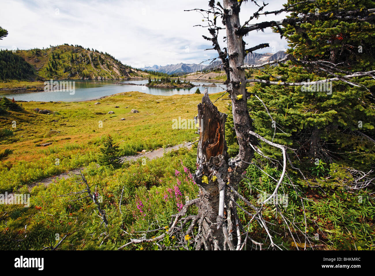 Rock Isle Lac, Sunshine Meadows, Banff National Park, Alberta, Canada Banque D'Images