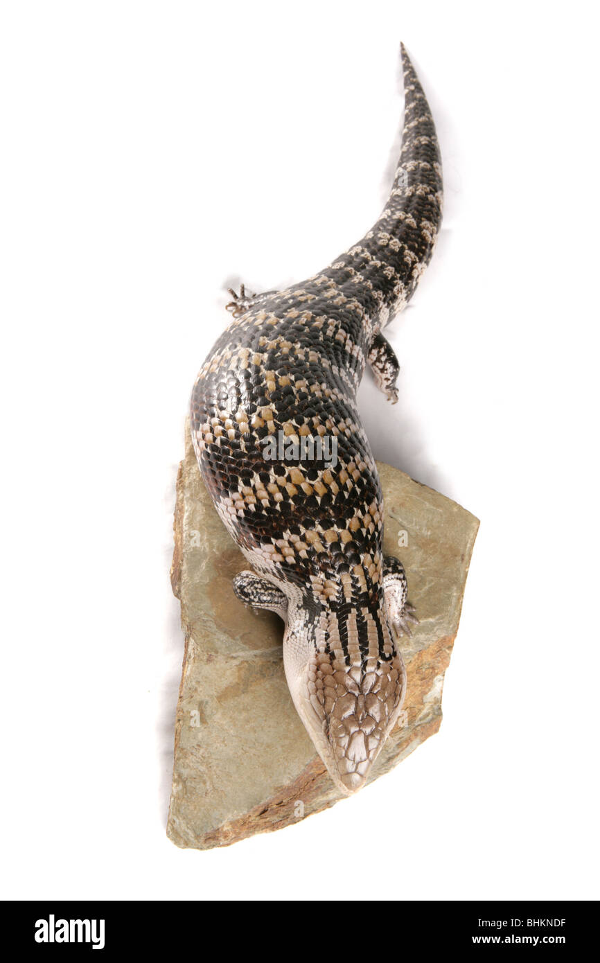 Northern Blue-tongued Skink Tiliqua scincoides intermedia Portrait adulte seul reposant sur un rock Studio, Captive, UK Banque D'Images