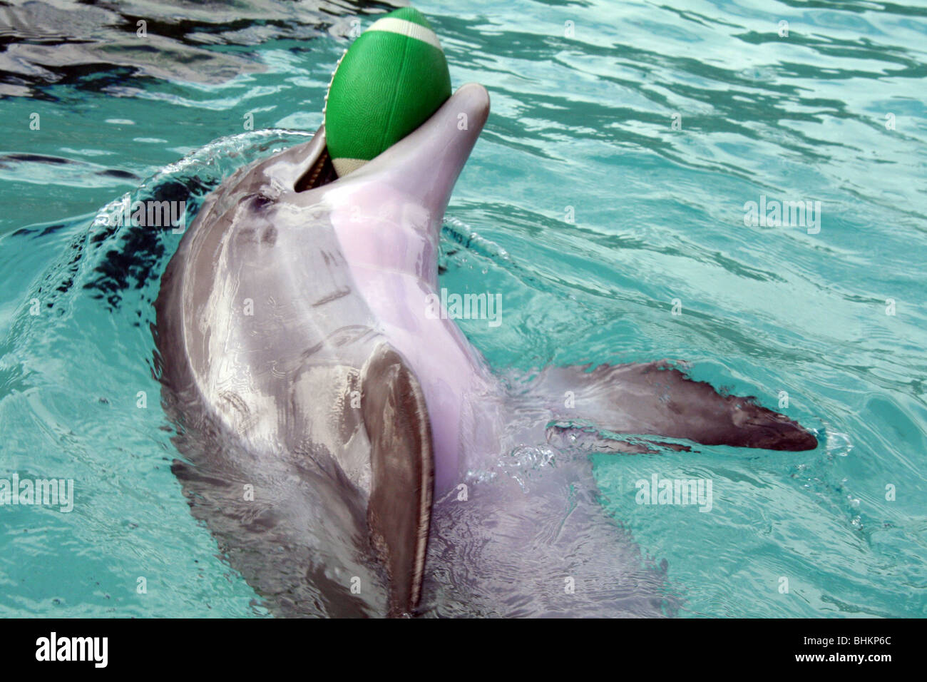 Les dauphins SeaWorld Florida USA Banque D'Images