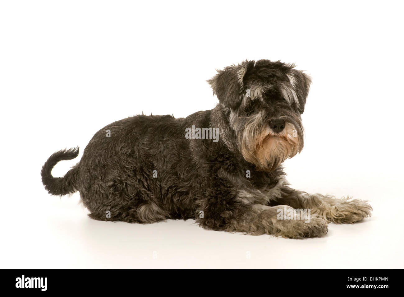 Chien Schnauzer miniature de couleur sel et poivre allongé sur fond blanc avec queue visible Banque D'Images