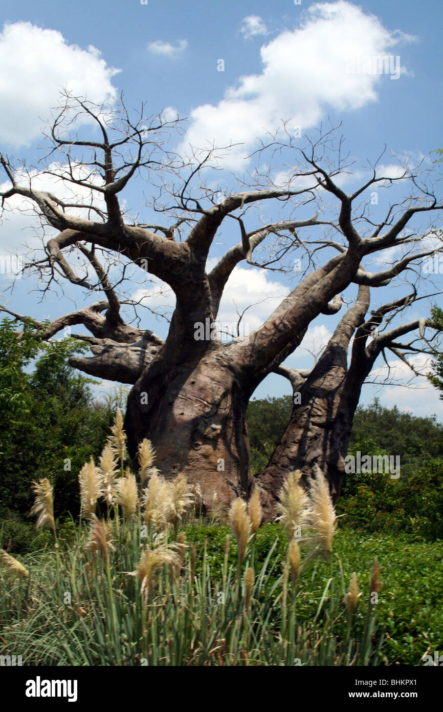 Baobab Animal Kingdom Walt Disney World FL USA Banque D'Images