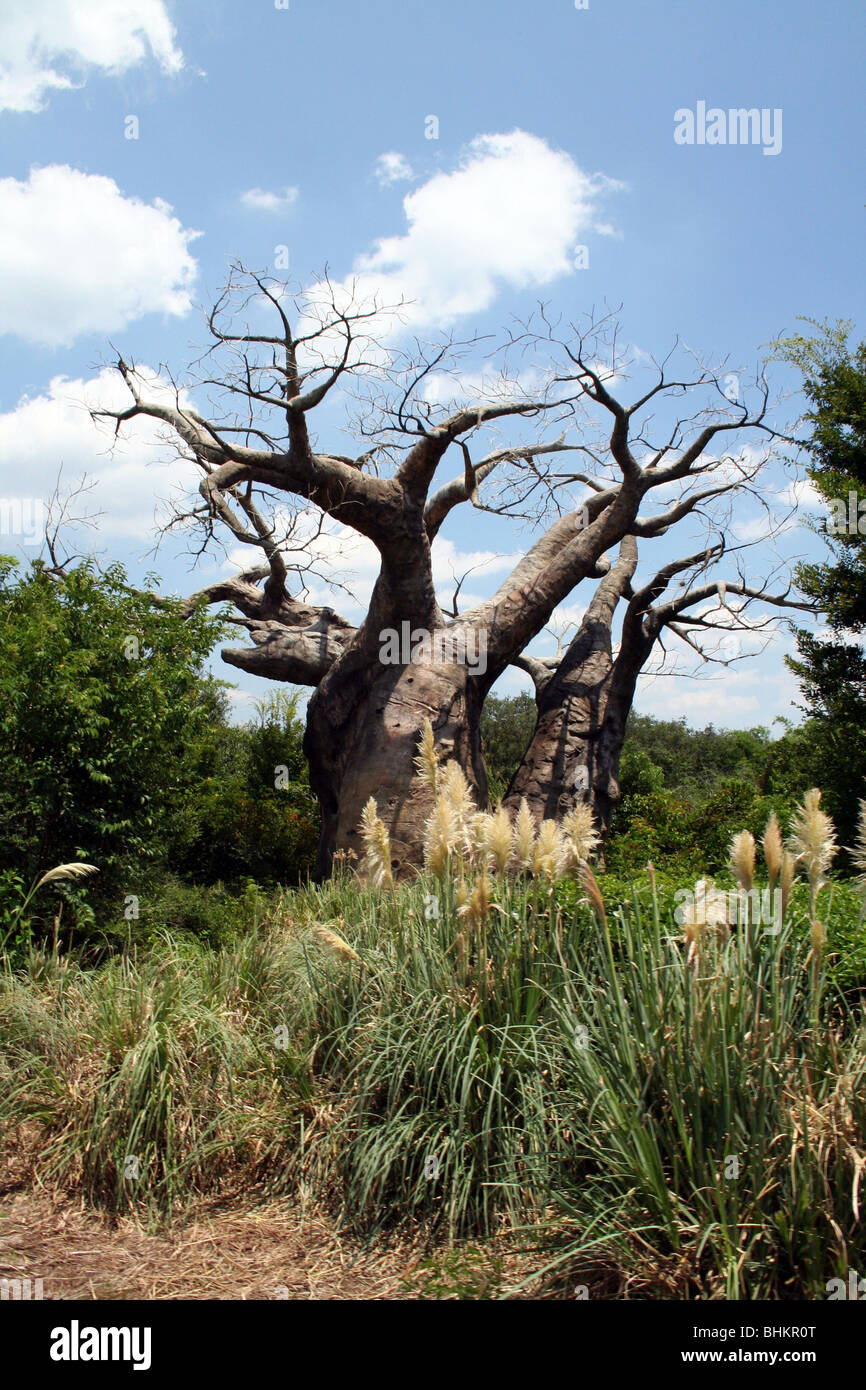 Baobab Animal Kingdom Walt Disney World FL USA Banque D'Images