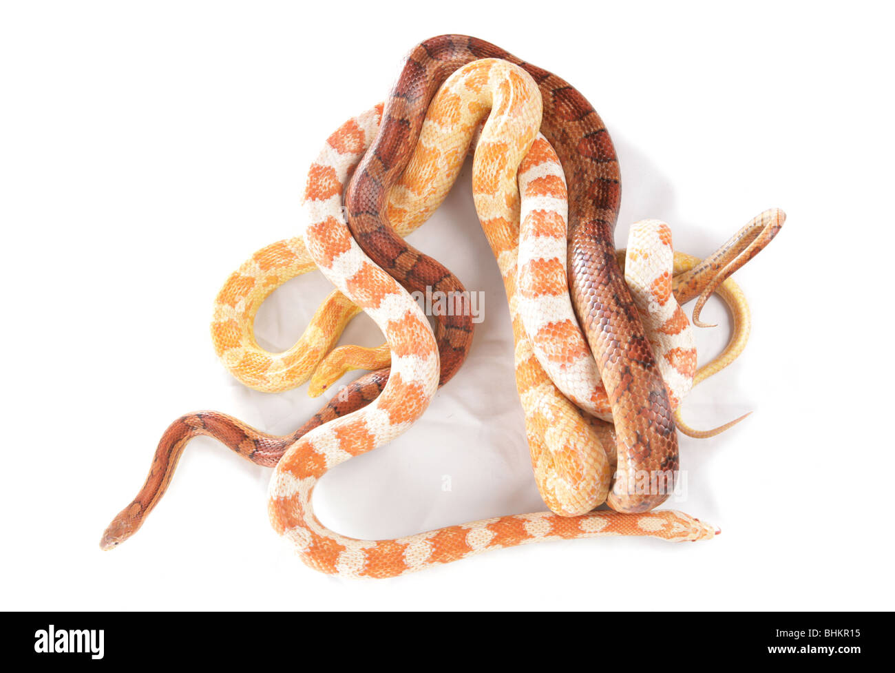 Serpents Elaphe guttata Portrait de maïs de trois adultes Studio, Captive, UK Banque D'Images