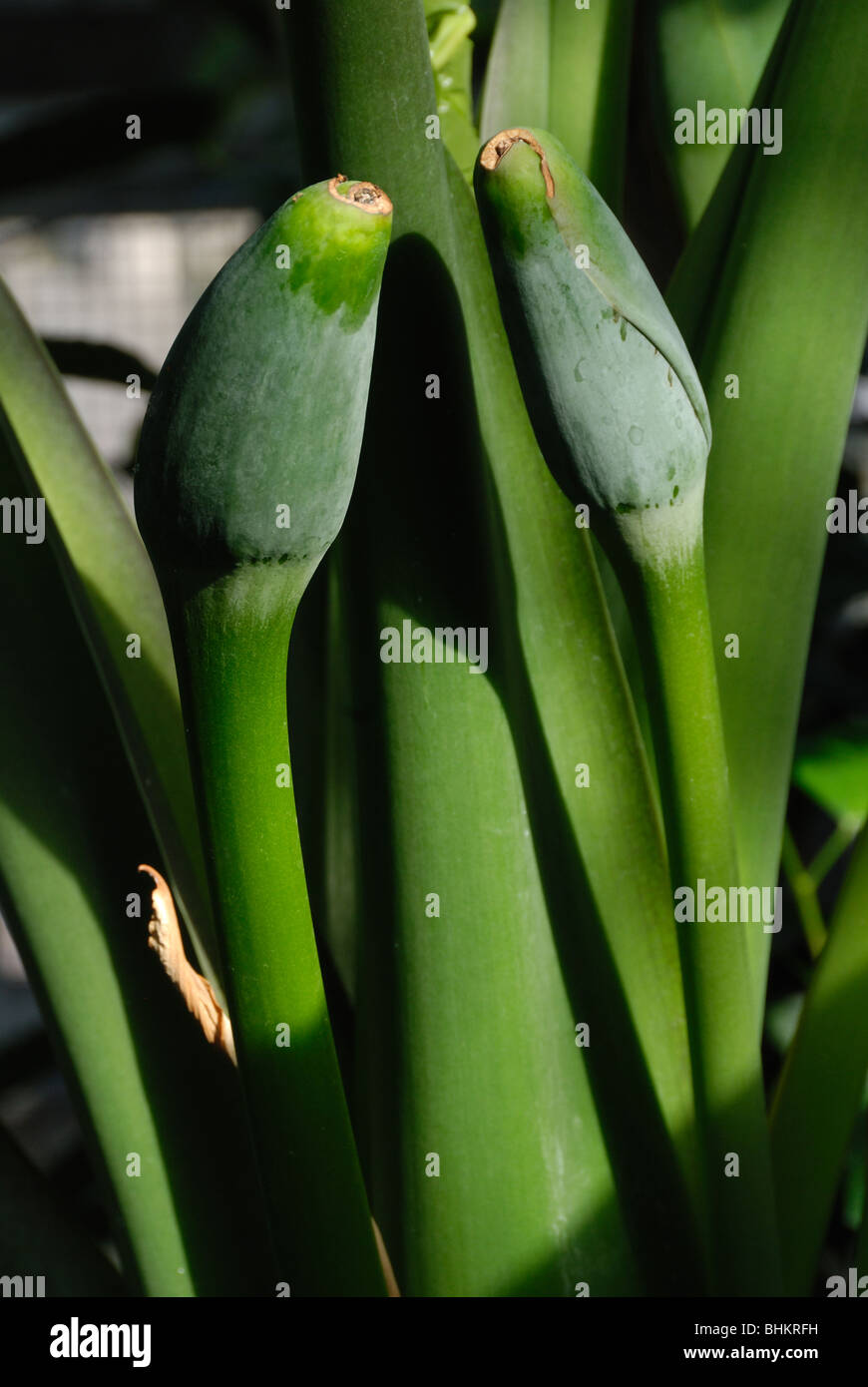 Détail de l'Alocasia macrorrhizos (taro géant) gousses de fleurs avant d'ouvrir. Banque D'Images