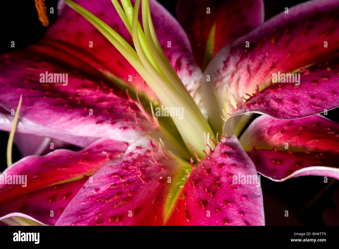 Close up detail photo de centre de rose mauve fleur de lys Stargazer Lilium orientalis une plante à fleurs vivaces Banque D'Images
