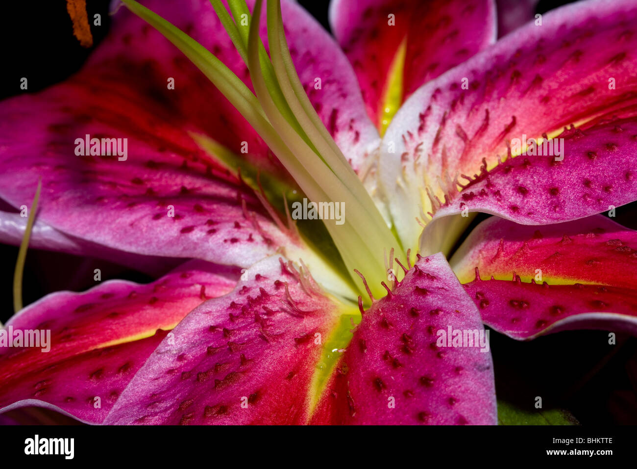 Close up detail photo de centre de purple pink Stargazer Lily Lilium orientalis Banque D'Images