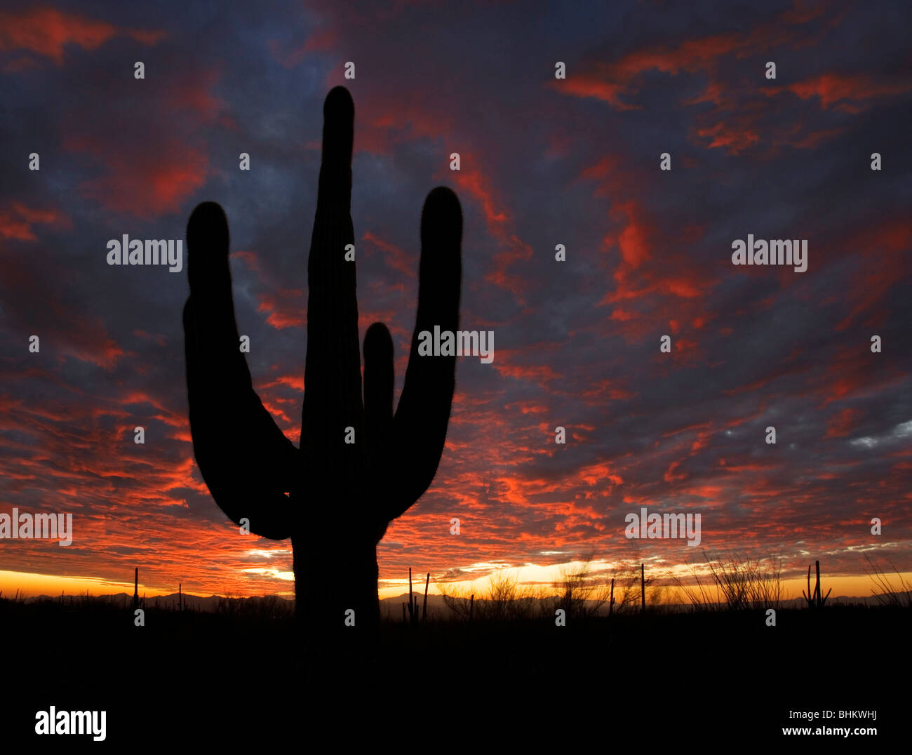 Un grand cactus Saguaro au coucher du soleil dans la région de Tucson Arizona's West Saguaro National Park près du centre des visiteurs. Banque D'Images