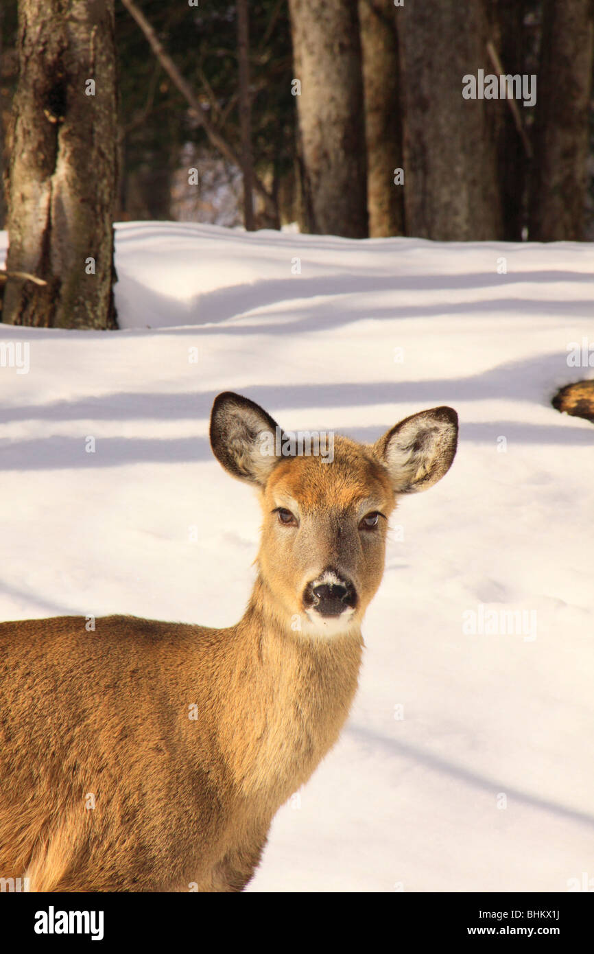 Cerf de Virginie, Canaan Valley State Park, Davis, West Virginia Banque D'Images
