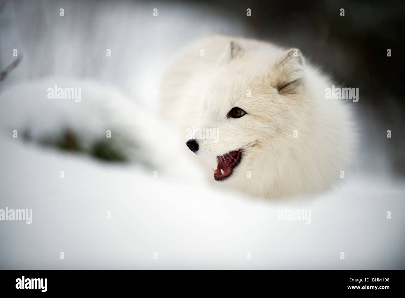 Artic Fox dans la neige Banque D'Images